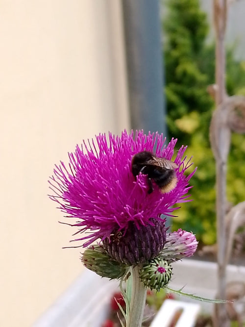 Dunkle Erdhummel (Bombus terrestris) – Bild 3