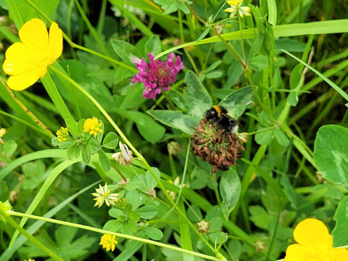 Dunkle Erdhummel (Bombus terrestris) – Bild 4