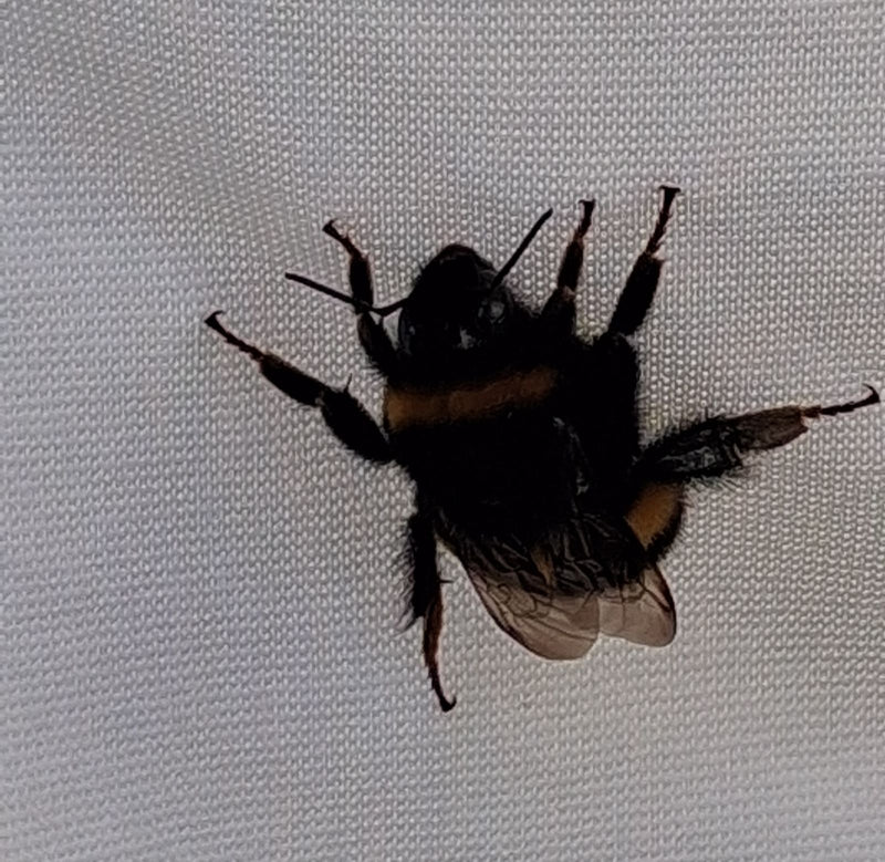 Eine Dunkle Erdhummel sitzt mit ausgestreckten Beinen auf einem strukturierten, hellen Stoffgewebe.