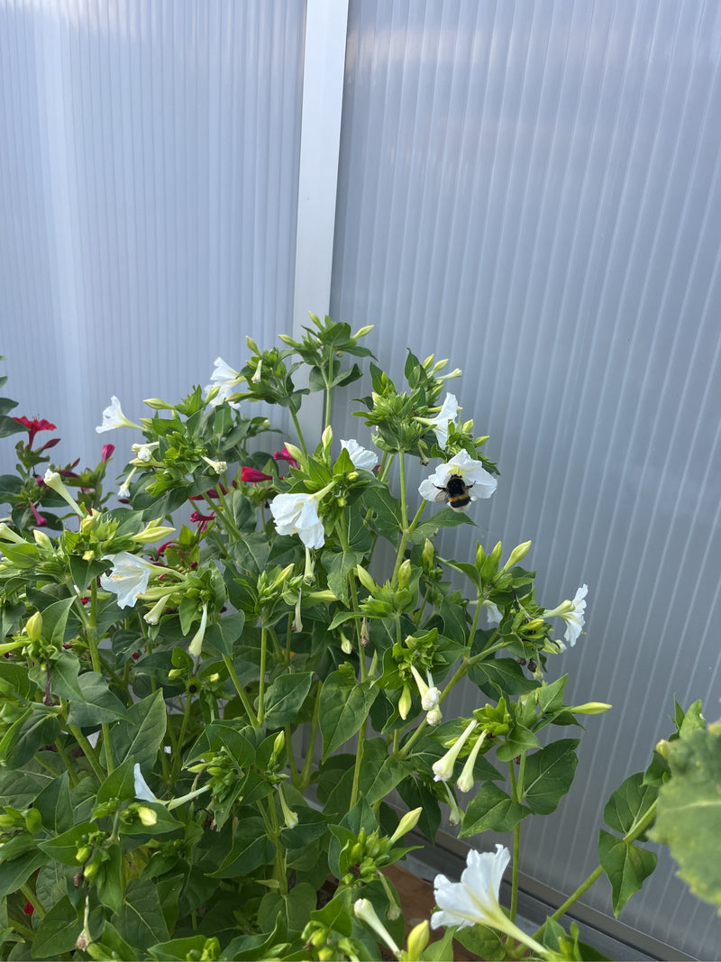 Eine Dunkle Erdhummel sitzt auf einer weißen Blüte einer Grünpflanze. Sie ist gut erkennbar und bei der Nahrungssuche.