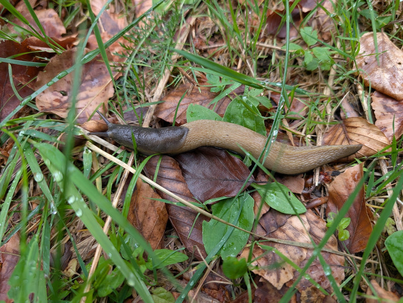 Dunkle Wegschnecke — Bild 1 von 9
