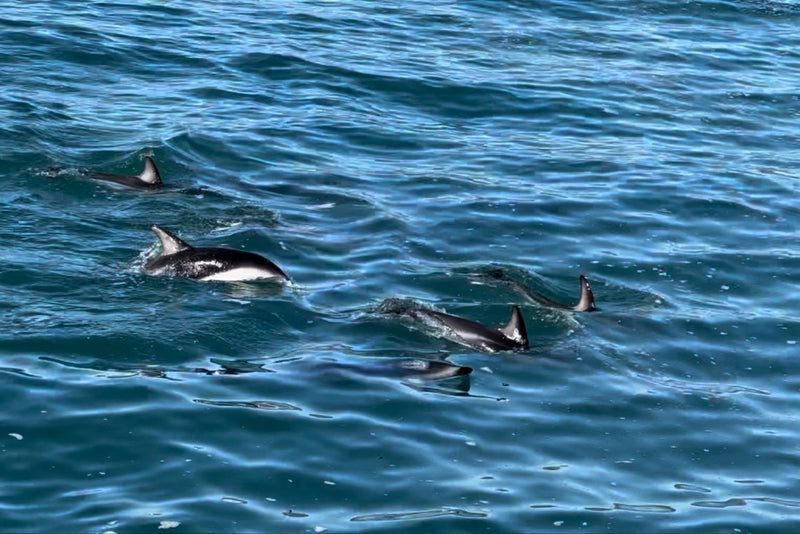 Dunkler Delfin — Bild 2 von 2