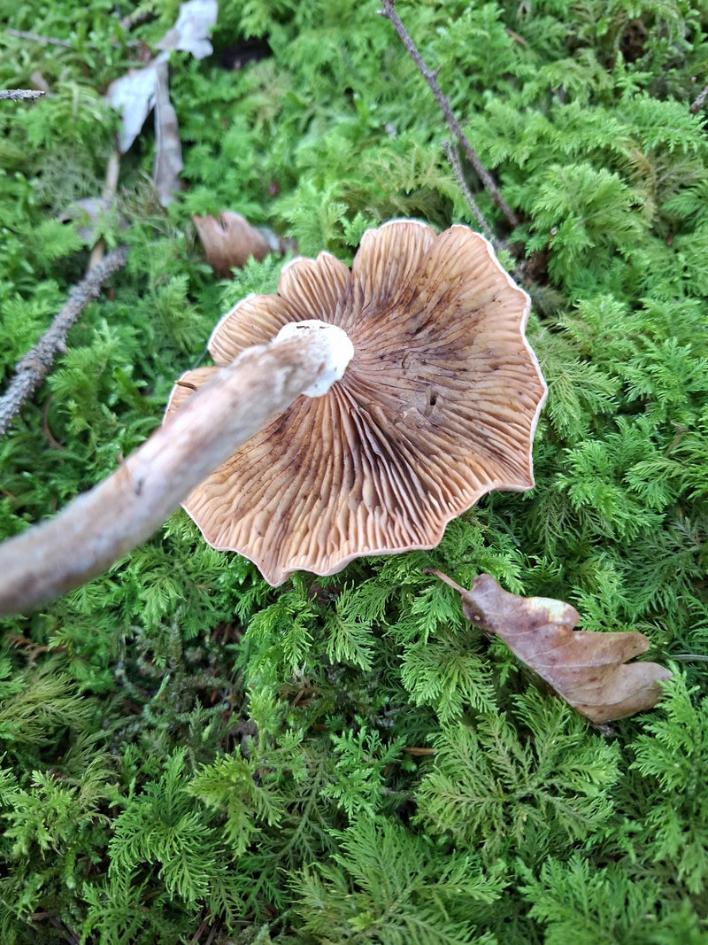 Ein Fruchtkörper eines Dunklen Hallimaschs liegt mit der Hutunterseite nach oben auf dichtem grünem Moos.