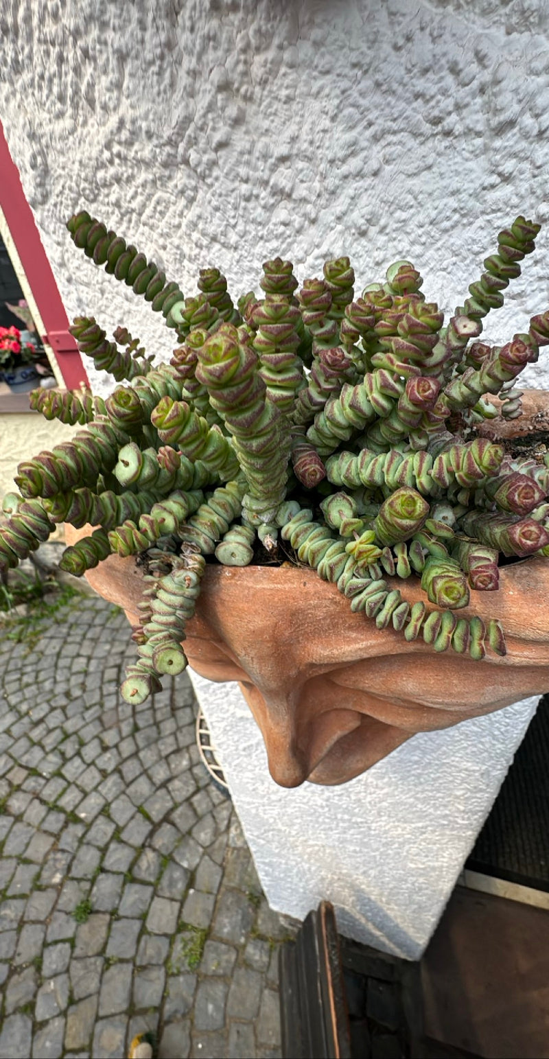 Zu sehen ist eine gesunde Pflanze des Durchwachsenen Dickblatts mit ihren charakteristischen, dicht aneinandergereihten Blättern. Sie wächst in einem Tongefä...
