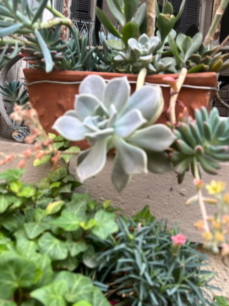 Echeverie — Bild 3 von 3