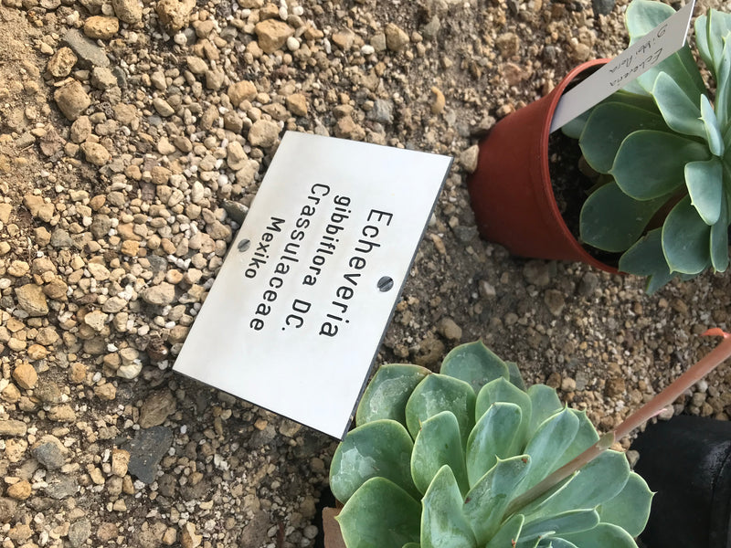 Echeverie — Bild 1 von 3