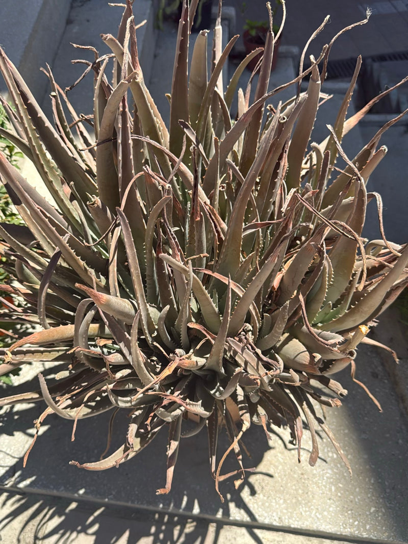 Zu sehen ist eine Echte Aloe von oben, deren Blätter stark vertrocknet und bräunlich sind. Die Pflanze steht in einem Topf auf hellem Untergrund.
