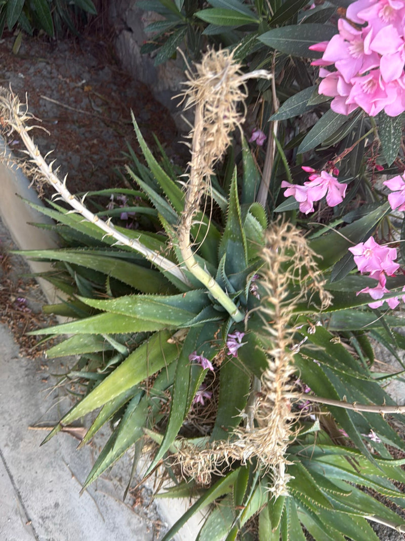 Das Bild zeigt eine Echte Aloe von oben mit ihren charakteristischen, dickfleischigen Blättern und vertrockneten Blütenständen. Im Hintergrund sind angrenzen...