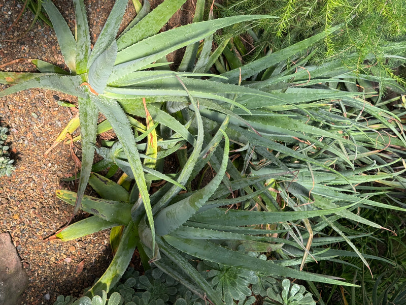 Zwei Rosetten der Echten Aloe mit dicken, leicht bedornten Blättern wachsen auf kiesigem Untergrund.