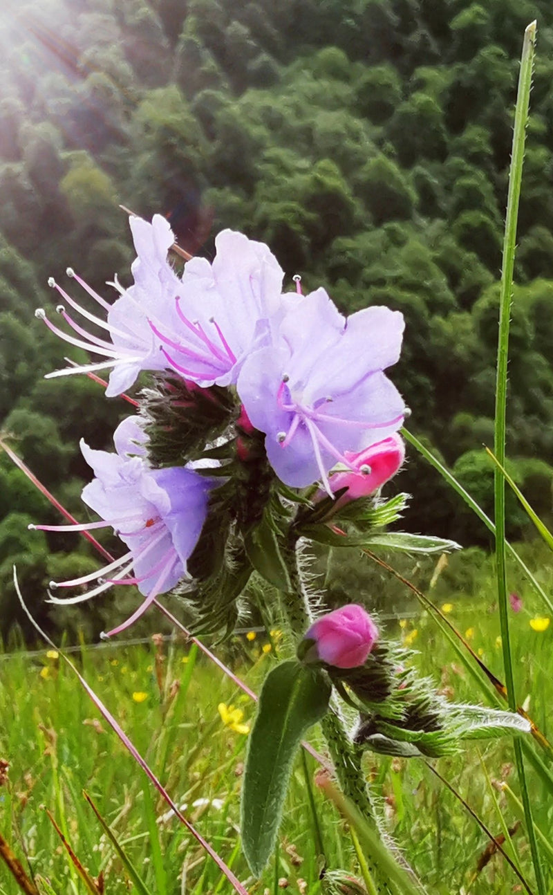 Zu sehen ist der blühende, behaarte Stängel der Echten Betonie mit ihren typischen hellvioletten Blüten vor einer grünen Wiese.