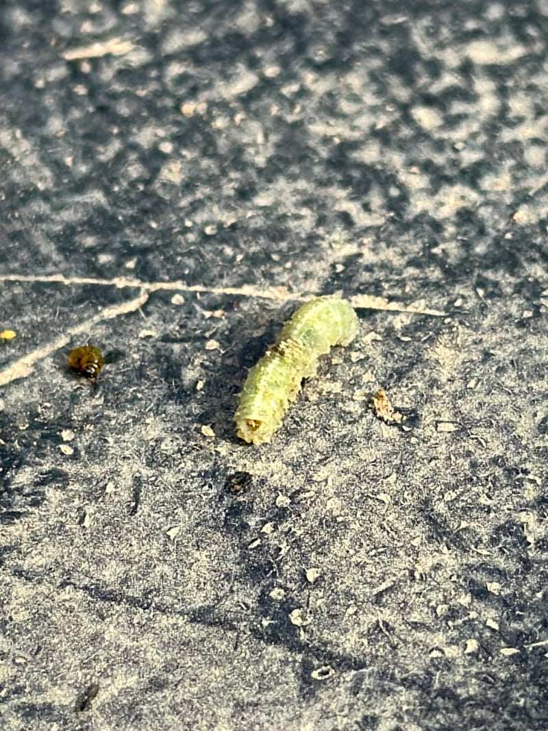 Echte Blattwespen — Bild 1 von 15