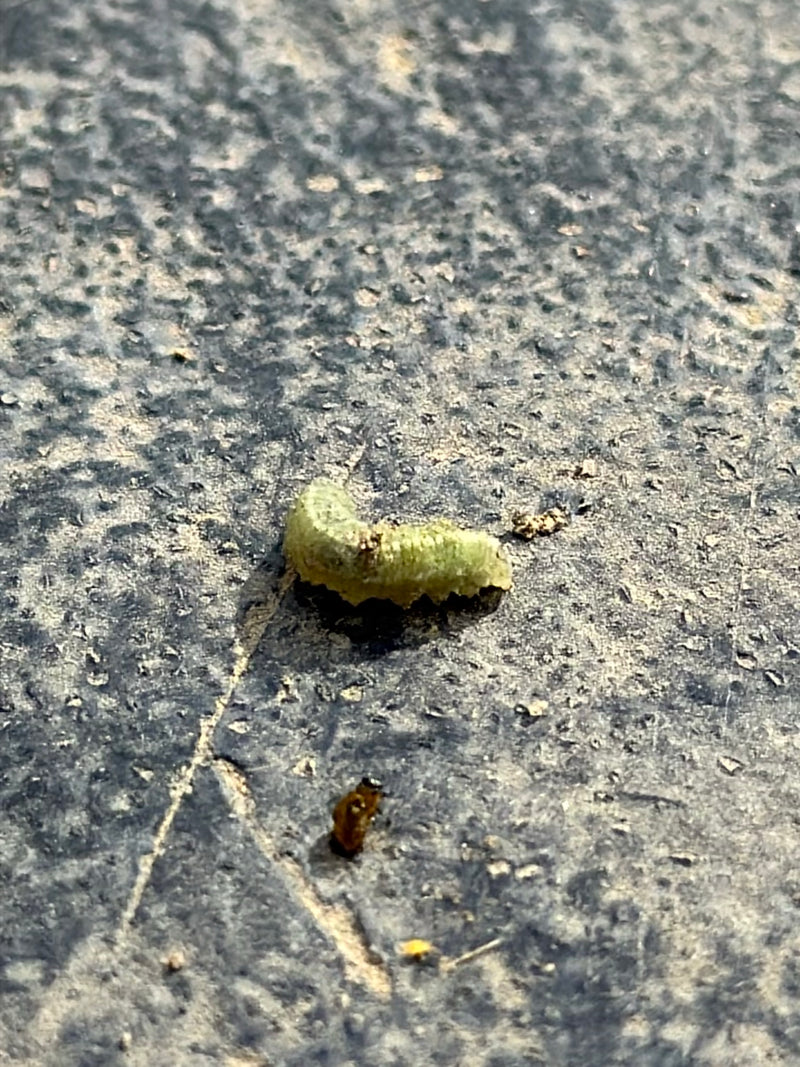 Echte Blattwespen — Bild 3 von 15