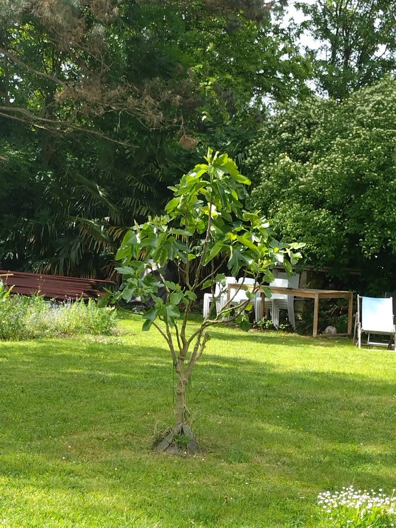 Feigenbaum — Bild 3