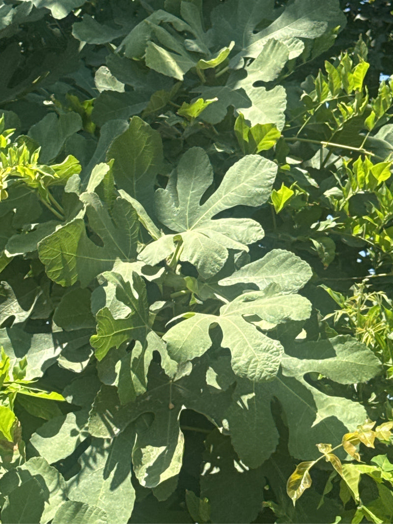 Feigenbaum — Bild 5