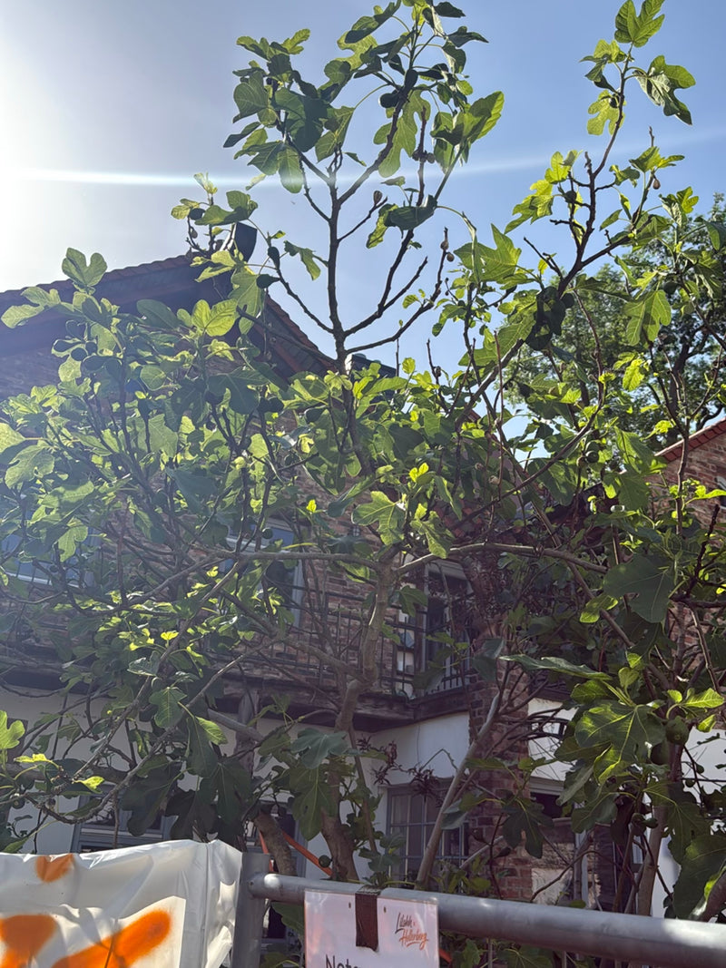 Feigenbaum — Bild 1