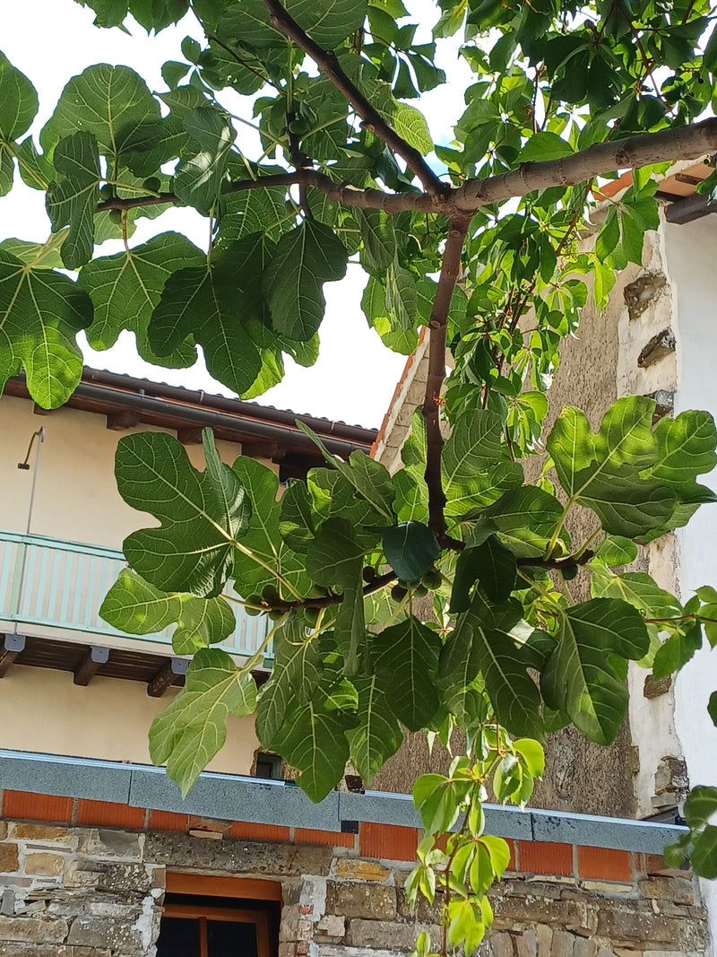 Feigenbaum — Bild 4