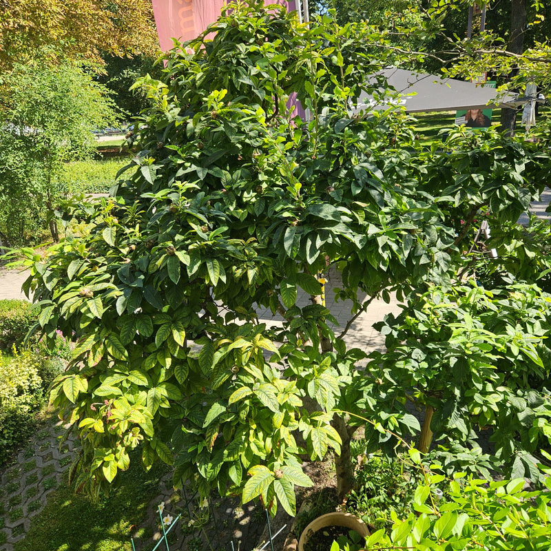 Zu sehen ist ein kompakter Mispelbaum mit üppigem, grünem Laub und unreifen Früchten. Der Baum steht in einer Freifläche mit Bodenvegetation und Plattenweg.