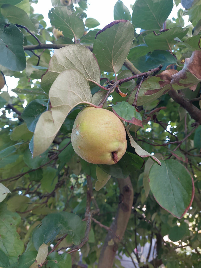 Quitten — Bild 5