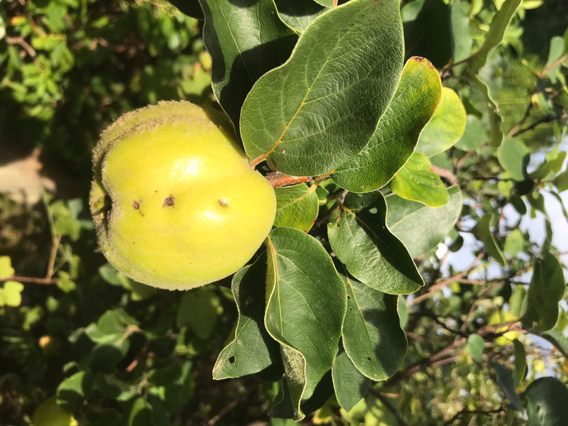 Quitten — Bild 4