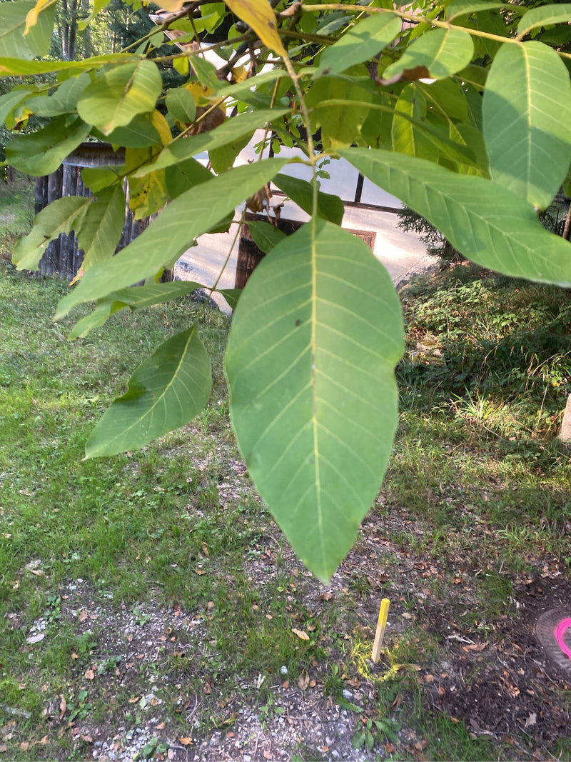 Zu sehen sind die grünen, gefiederten Blätter eines Walnussbaums im Sonnenlicht. Im Hintergrund ist ein Gartenbereich mit Wiese und Gebäudeteilen erkennbar.