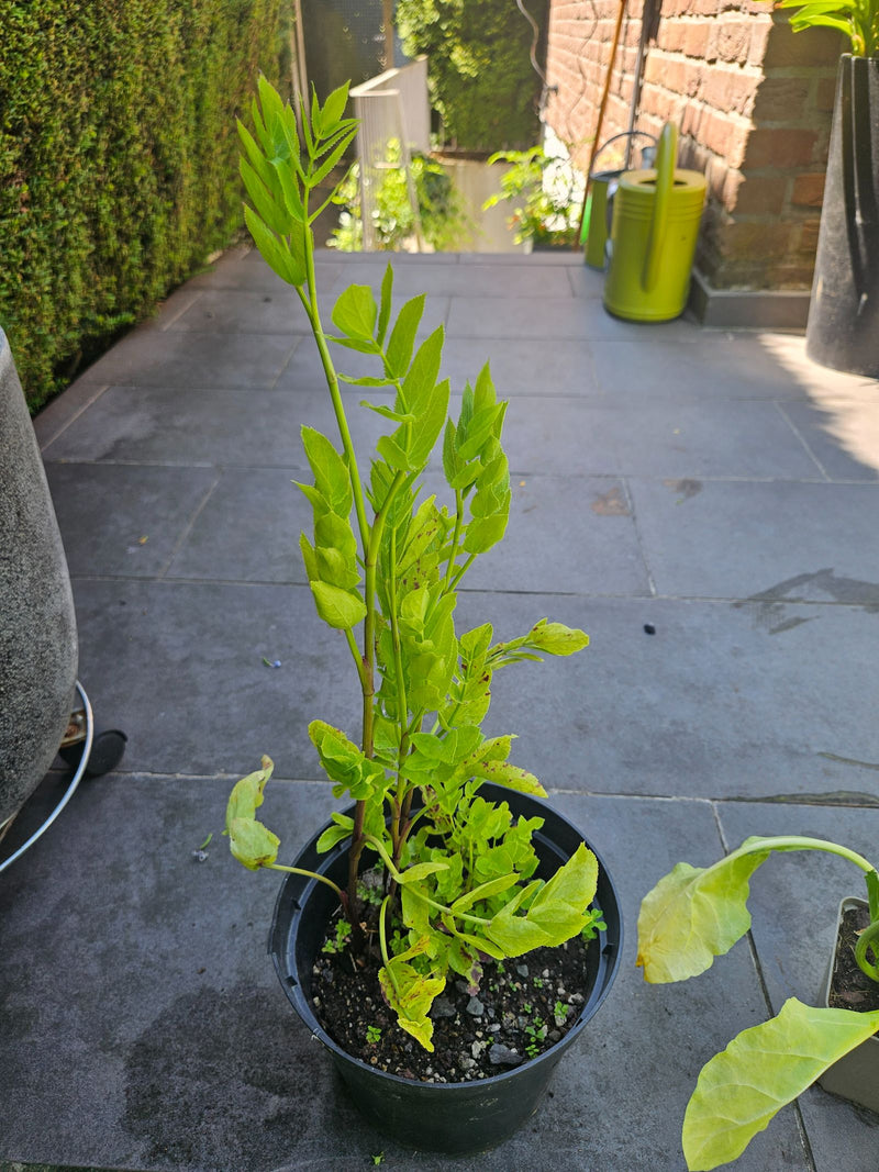 Echter Baldrian — Bild 3 von 12