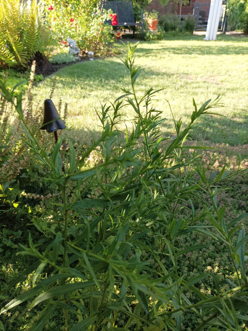 Zu sehen ist eine grüne Estragonpflanze mit vielen feinen Blättern im Garten. Die Aufnahme zeigt die Pflanze von schräg oben vor einem sonnigen Hintergrund.