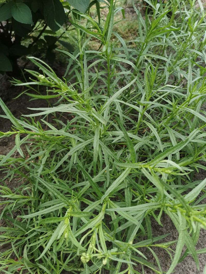 Das Bild zeigt eine buschige Estragon-Pflanze mit vielen schmalen, grünen Blättern. Sie wächst in einem Gartenbeet auf sandigem Boden.