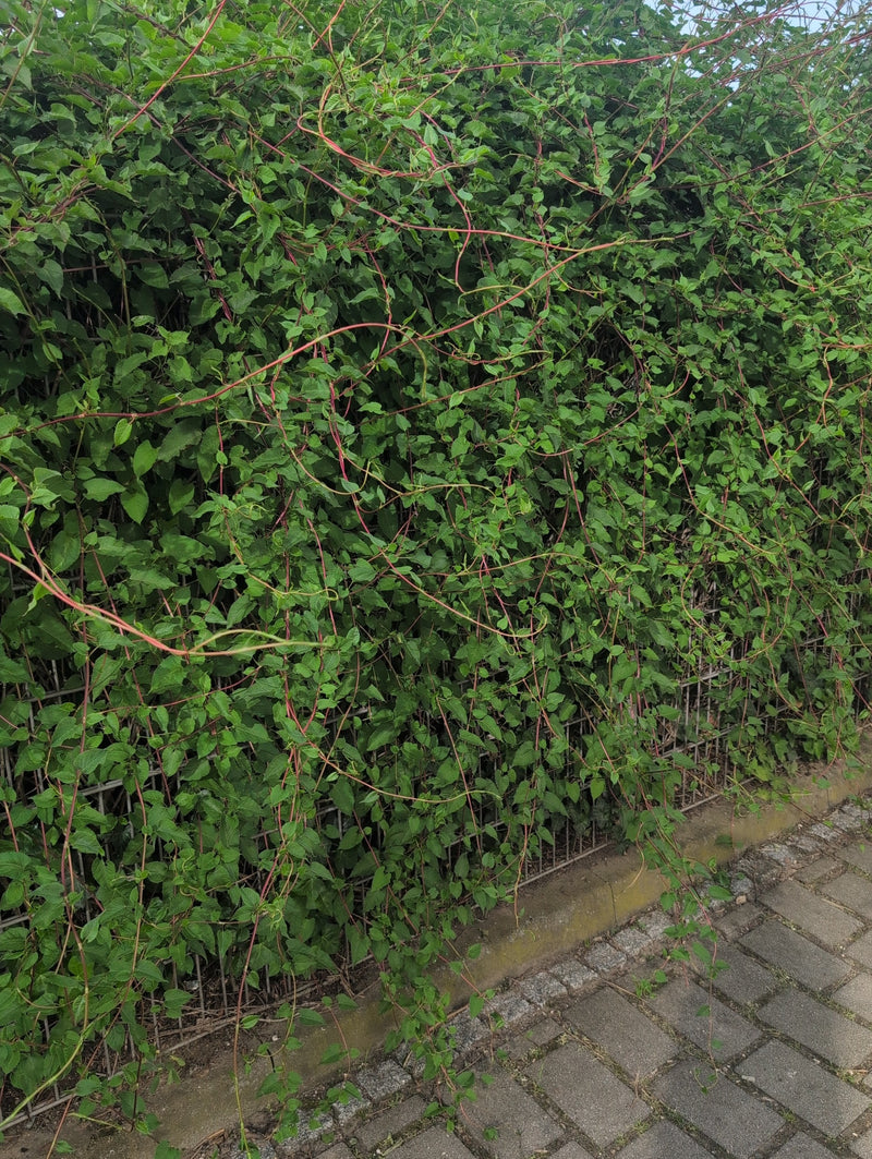 Zu sehen ist eine üppig wachsende Hopfenpflanze mit rötlichen Ranken und grünen Blättern, die an einem Zaun emporrankt.