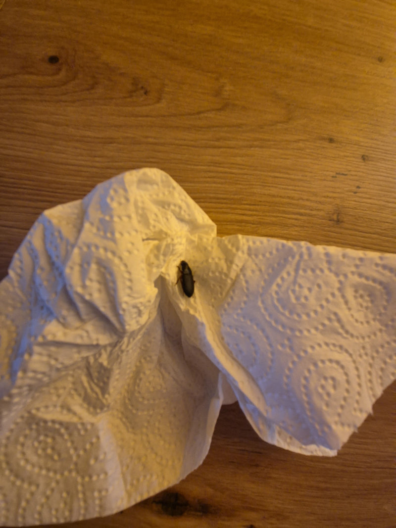 Echter Laufkäfer (Gattung Harpalus) — Bild 4 von 6