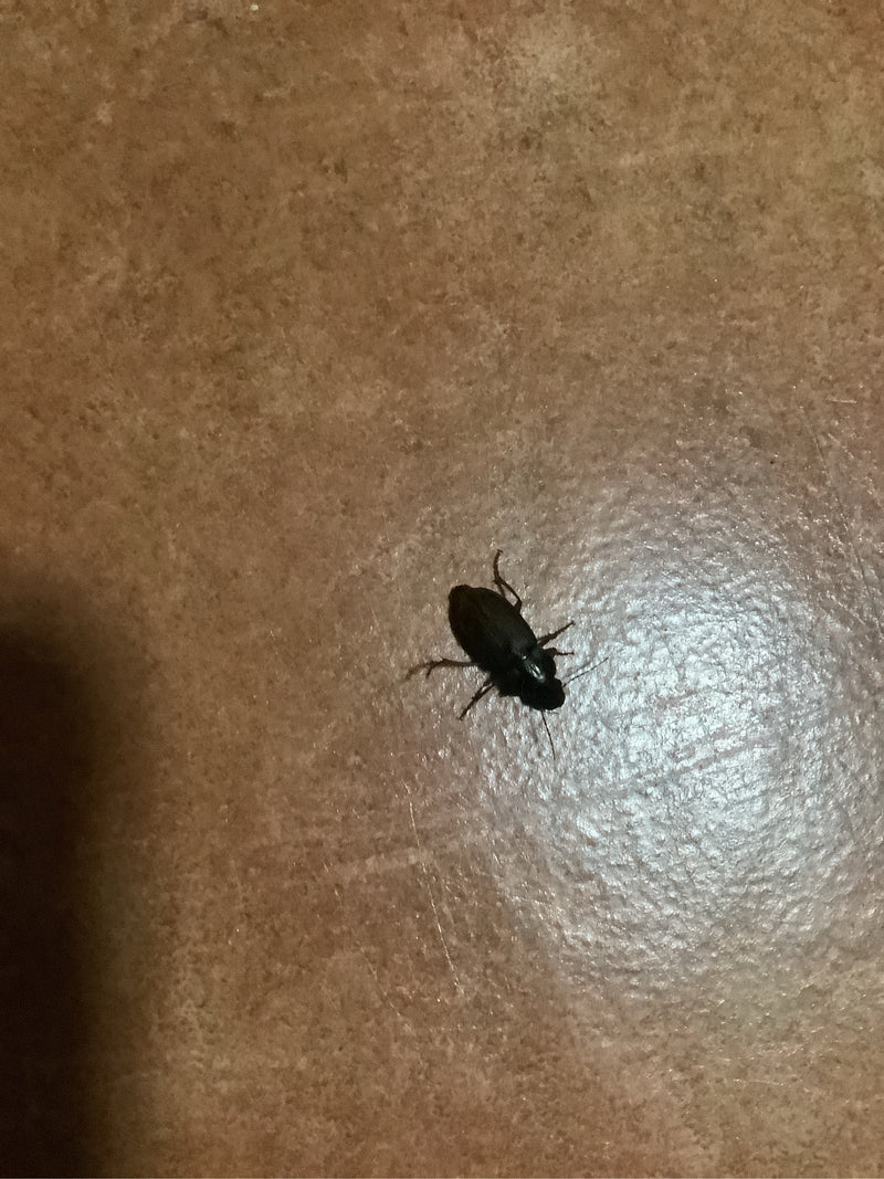 Echter Laufkäfer (Gattung Harpalus) — Bild 2 von 6