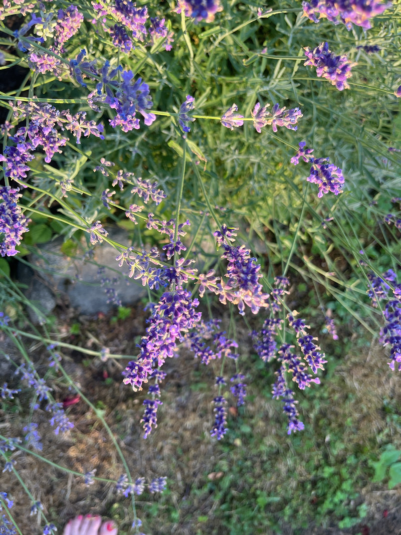 Lavendel — Bild 3