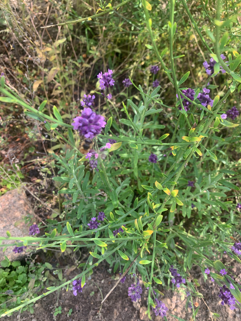 Lavendel — Bild 4