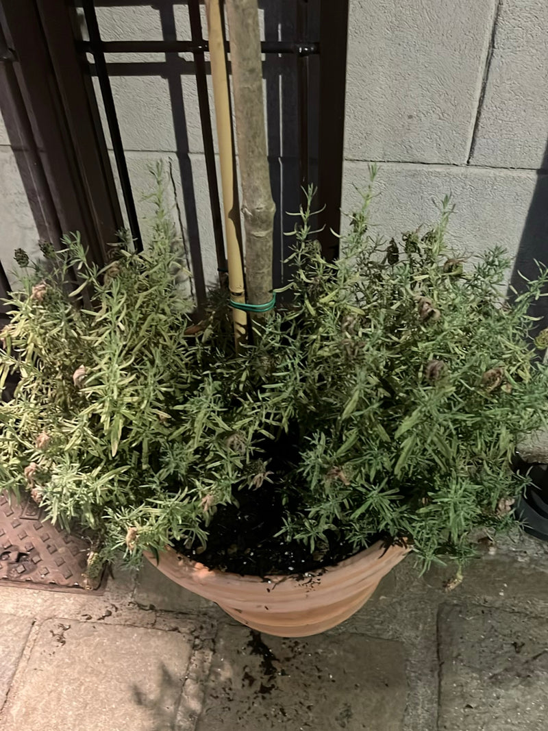 Lavendel — Bild 2