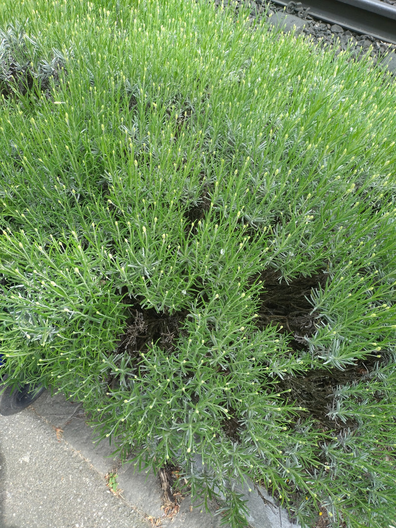 Lavendel — Bild 1