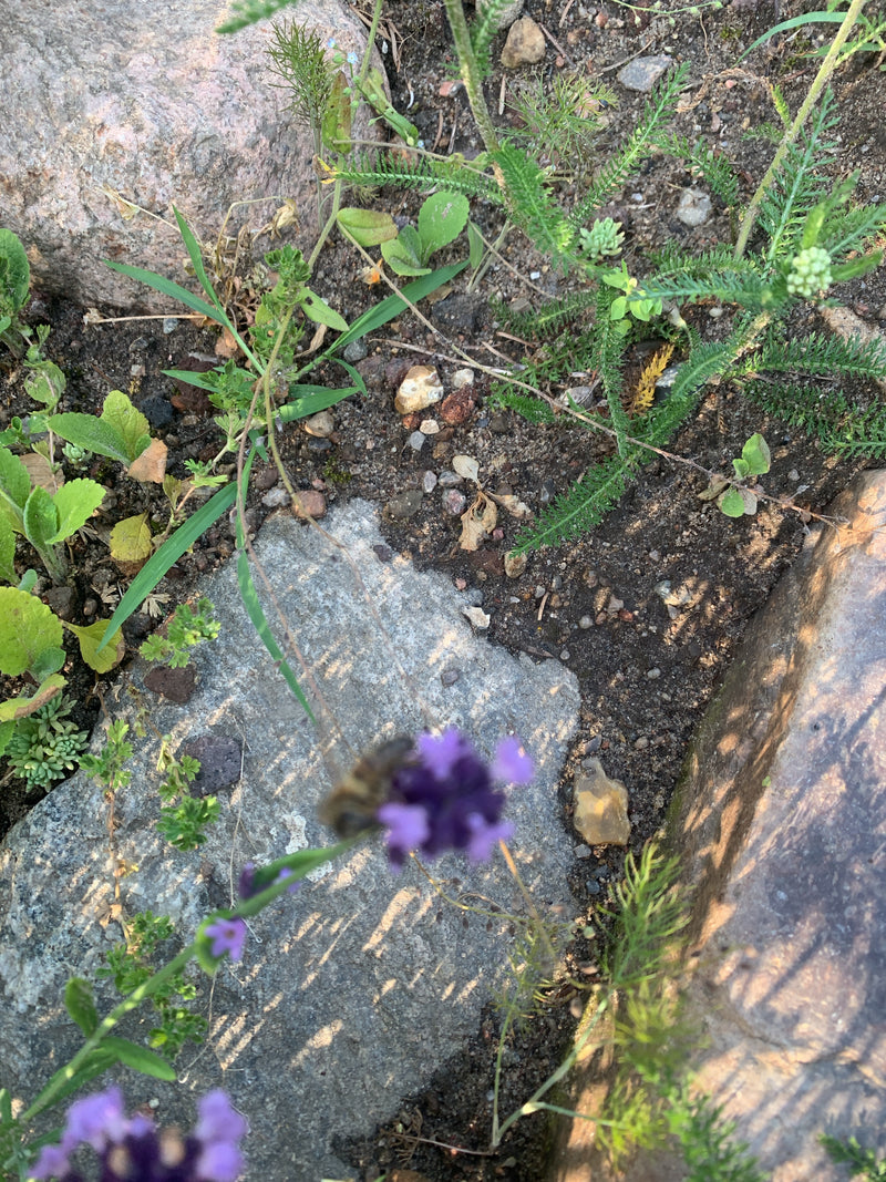 Lavendel — Bild 5
