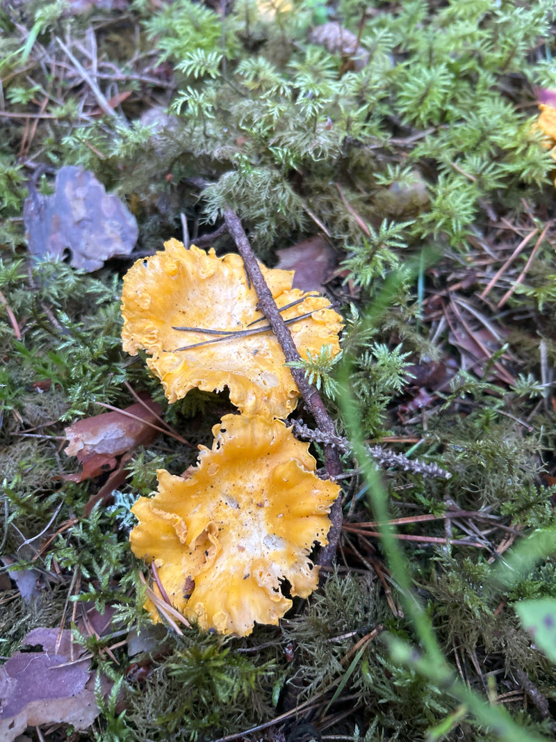 Echter Pfifferling — Bild 2 von 15