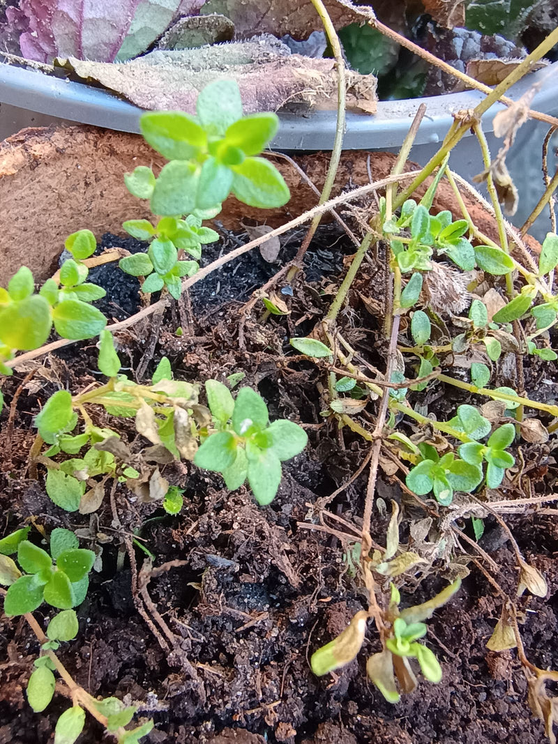 Thymian — Bild 4