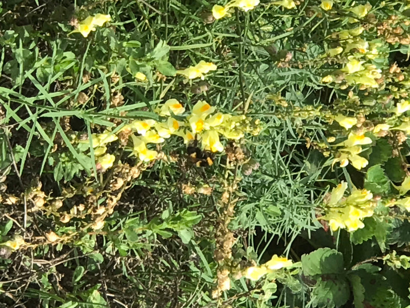 Echtes Leinkraut — Bild 3 von 14