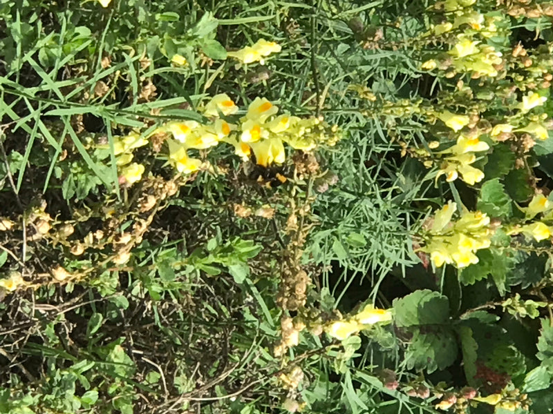 Echtes Leinkraut — Bild 2 von 14