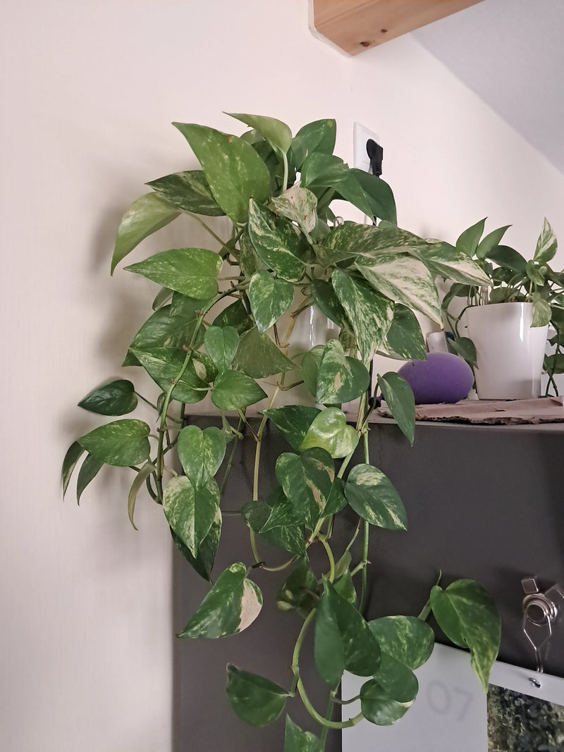 Auf dem Bild ist eine gesunde Efeutute in einem Topf zu sehen, die auf einem Schrank steht und herabhängt. Die typisch gemusterten Blätter sind gut zu erkennen.