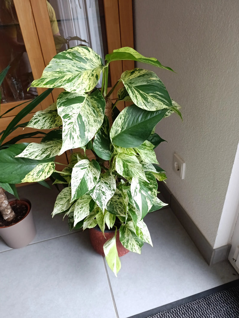 Eine panaschierte Efeutute wächst an einem Kletterstab in einem Blumentopf auf einem gefliesten Innenboden.