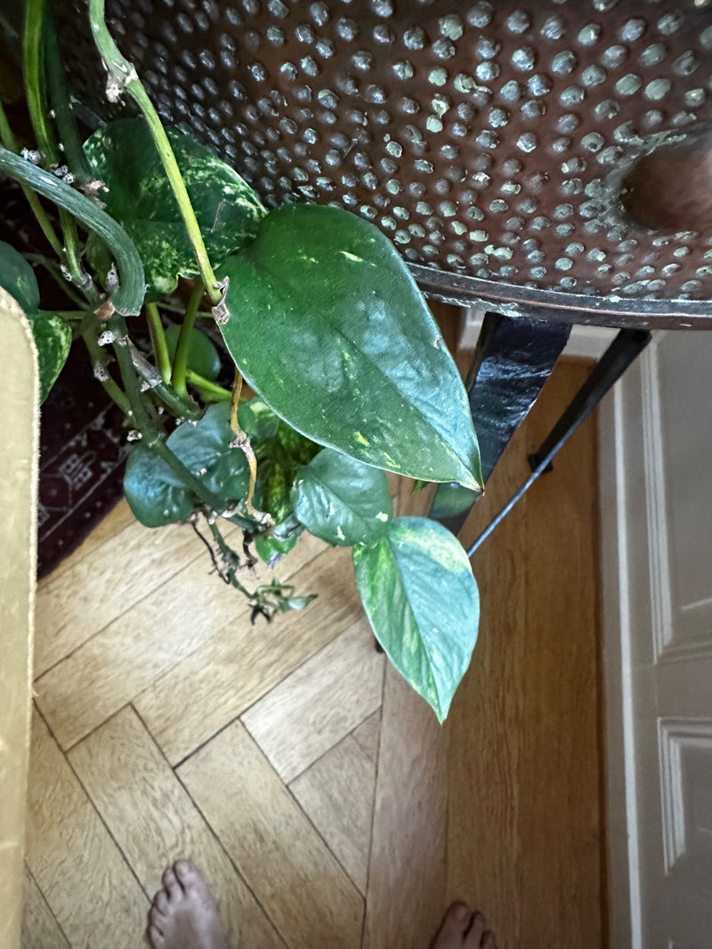 Zu sehen ist eine Efeutute mit grünen, leicht panaschierten Blättern und Trieben. Die Pflanze wächst in einem Innenraum über einem Holzfußboden.