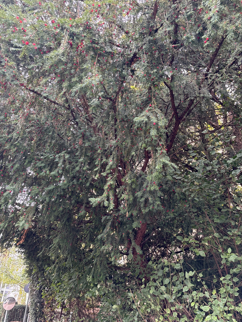 Eibe — Bild 3 von 29