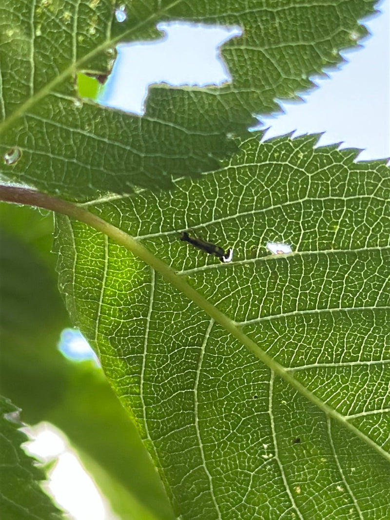Eine Eichen-Netzwanze sitzt auf der Unterseite eines grünen Blattes. Das Insekt ist im Verhältnis zum Blatt sehr klein.