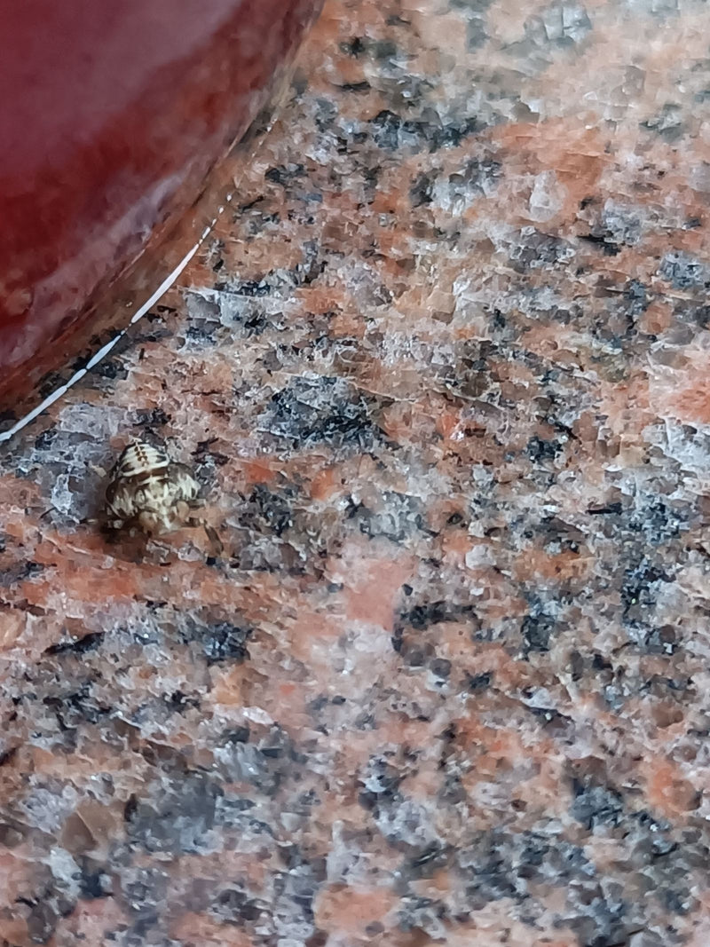 Auf einer gemusterten Steinoberfläche sitzt eine junge Eichen-Netzwanze. Das kleine Insekt ist gut erkennbar.