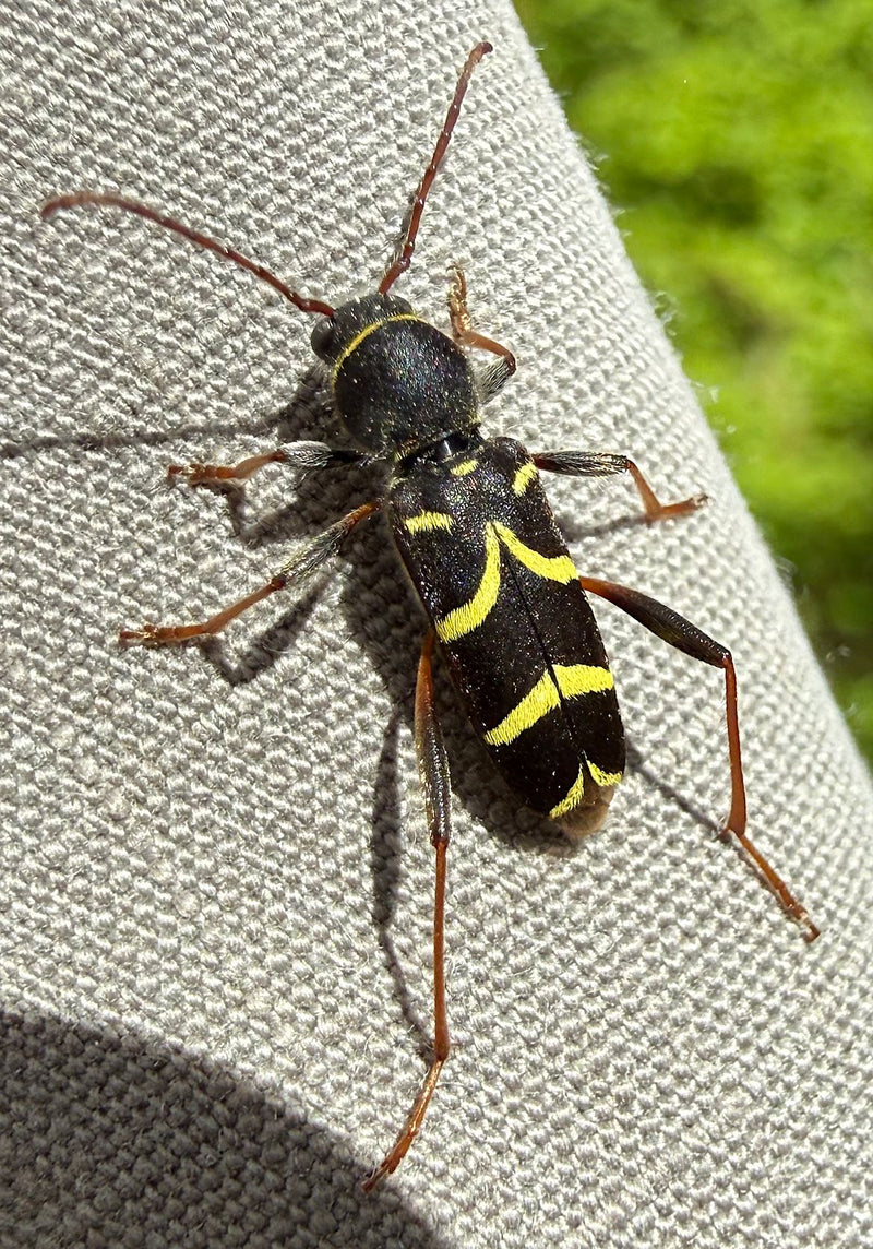 Ein Eichen-Widderbock sitzt auf einer grauen Textiloberfläche. Die charakteristischen gelben Binden auf den schwarzen Flügeldecken sind deutlich zu erkennen.