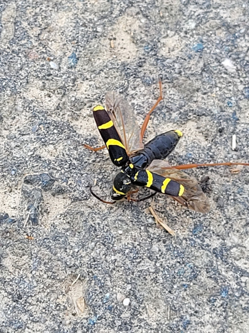 Auf dem Bild ist ein Eichen-Widderbock mit charakteristischer schwarz-gelber Zeichnung zu sehen. Er sitzt auf einem grauen, steinigen Untergrund.