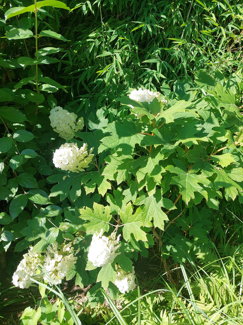 Eichenblättrige Hortensie — Bild 1 von 1