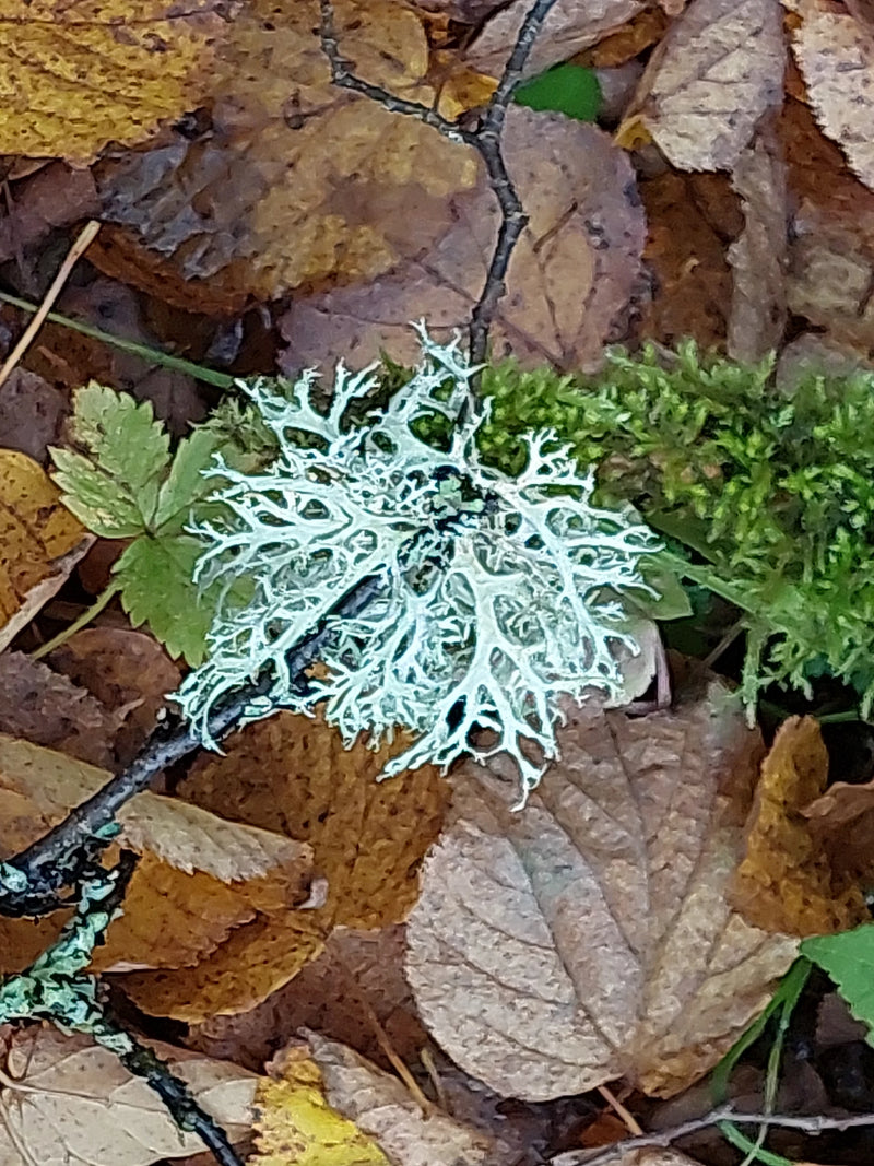 Ein hellgrün-grauer Thallus des Eichenmooses haftet an einem dünnen Zweig, der auf herbstlichem Laub am Waldboden liegt.