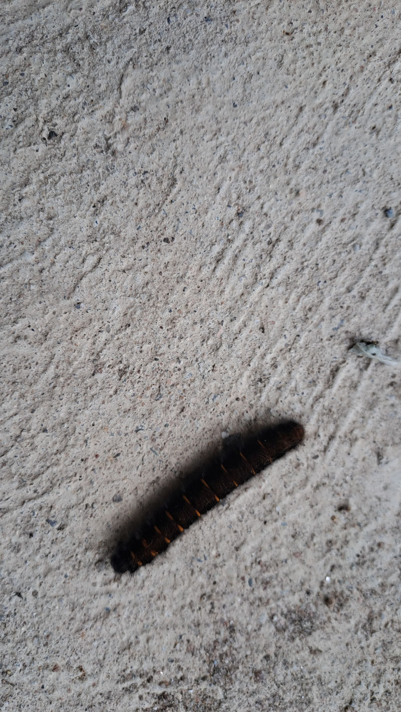 Eine dunkelbraune Raupe des Eichenspinners mit orangen Segmentbinden sitzt auf einer hellen Betonwand. Das Tier verharrt ruhig in dieser Position.